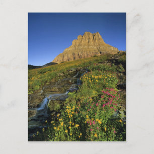 Alpine Wildblumen & Mt Clemens am Logan Pass Postkarte