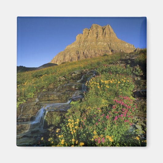 Alpine Wildblumen & Mt Clements am Logan Pass Magnet (Vorne)