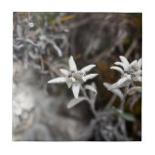 Alpines Edelweiss Fliese (Vorderseite)