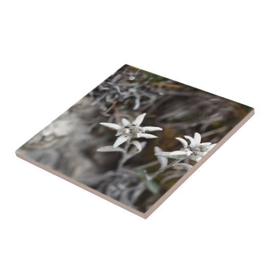 Alpines Edelweiss Fliese (Seite)