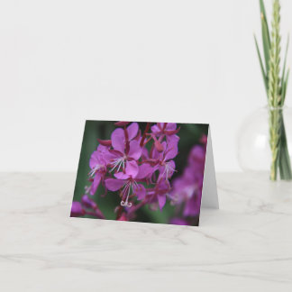 Alpines Fireweed notecard Karte