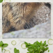 Alpines Marmot Küchentuch (Gefaltet)