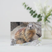 Alpines Marmot Postcard Postkarte (Stehend Vorderseite)