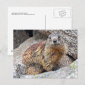 Alpines Marmot Postcard Postkarte (Vorne/Hinten)