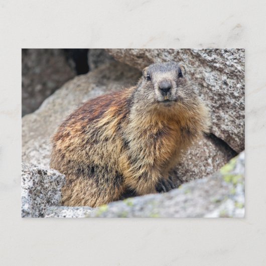 Alpines Marmot Postcard Postkarte (Vorderseite)