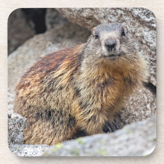 Alpines Marmot Set von 6 Untersetzer (Vorderseite)