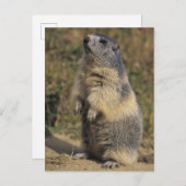 Alpines Murmeltier, Marmota Marmota, Erwachsener Postkarte (Vorne/Hinten)