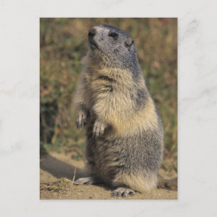 Alpines Murmeltier, Marmota Marmota, Erwachsener Postkarte