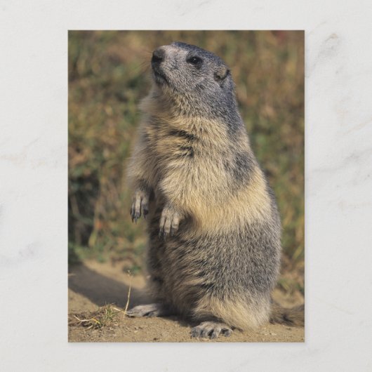Alpines Murmeltier, Marmota Marmota, Erwachsener Postkarte (Vorderseite)
