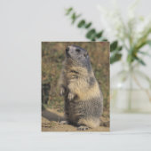 Alpines Murmeltier, Marmota Marmota, Erwachsener Postkarte (Stehend Vorderseite)