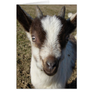 Alpines Ziegenkid