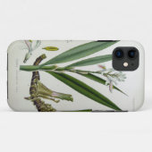 Alpinia officinarum Case-Mate iPhone hülle (Rückseite (Horizontal))