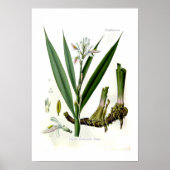 Alpinia officinarum (Galangal) Poster (Vorne)