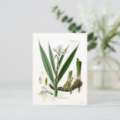 Alpinia officinarum (Galangal) Postkarte (Stehend Vorderseite)
