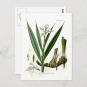 Alpinia officinarum (Galangal) Postkarte (Vorne/Hinten)