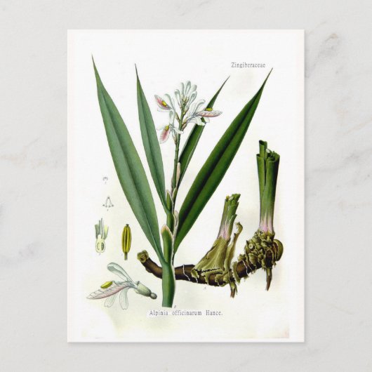 Alpinia officinarum (Galangal) Postkarte (Vorderseite)