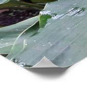 Alpínia purpurata 1 poster (Ecke)