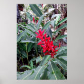 Alpínia purpurata 1 poster (Vorne)