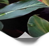 Alpínia purpurata 2 poster (Ecke)