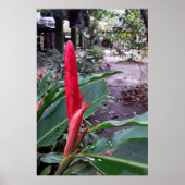 Alpínia purpurata 2 poster (Vorne)