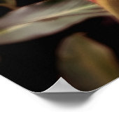 Alpínia purpurata 3 poster (Ecke)