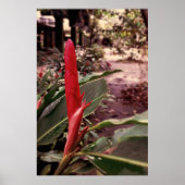 Alpínia purpurata 3 poster (Vorne)