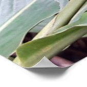 Alpínia purpurata 4 poster (Ecke)