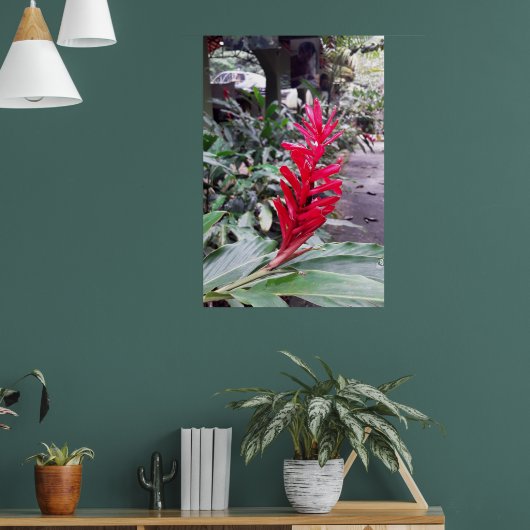 Alpínia purpurata 4 poster (Wohnzimmer 1)