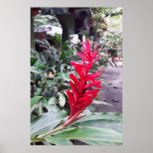 Alpínia purpurata 4 poster (Vorne)