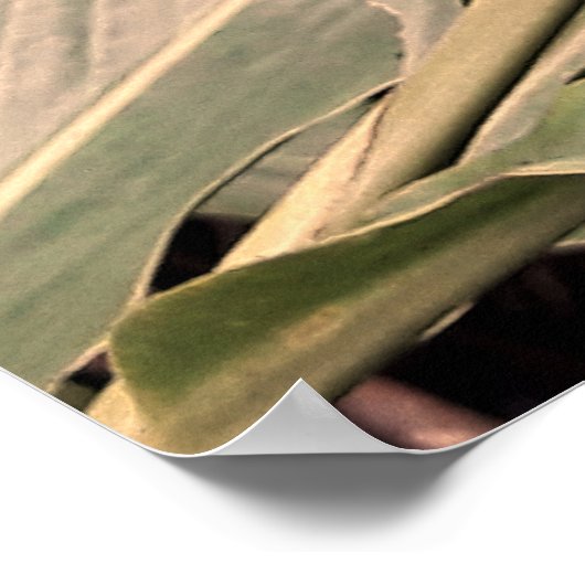 Alpínia purpurata 5 poster (Ecke)