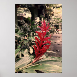 Alpínia purpurata 5 poster