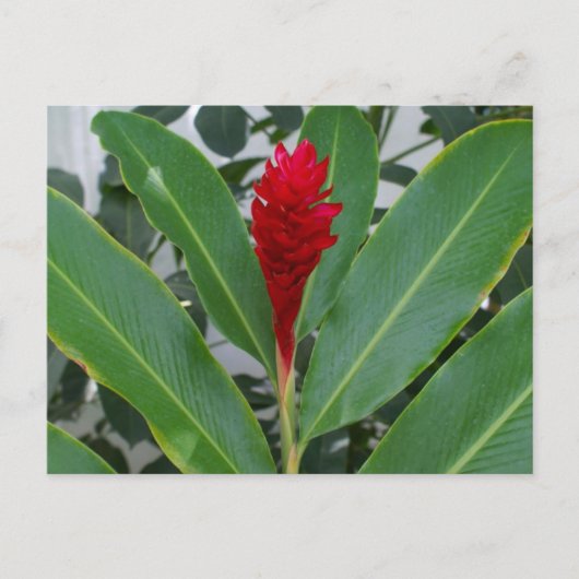 Alpinia Purpurata, Mexiko Postkarte (Vorderseite)