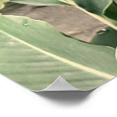 Alpínia purpurata poster (Ecke)