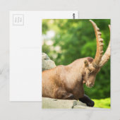 Alpziege bricht vom Klettern ab Postkarte (Vorne/Hinten)