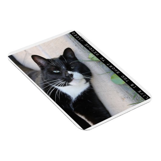 Als Jaded ermutigend Cat Advice Slogan Magnet (Rechte Seite)
