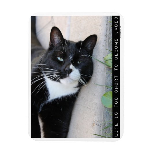 Als Jaded ermutigend Cat Advice Slogan Magnet (Vertikal)