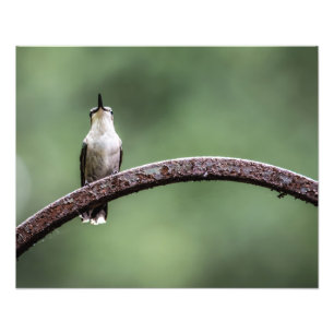 Als kleiner Hummingbird Fotodruck