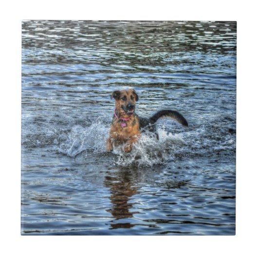 Alsatianisches Dogleiher Fliese (Vorderseite)