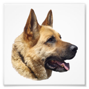 Alsatisches Schäferportrait Fotodruck
