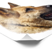 Alsatisches Schäferportrait Fotodruck (Ecke)