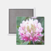 Alsike Clover Blossom 1 Magnet (Vorderseite/Rückseite)