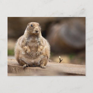 Also bin ich ein bisschen Kurz für mein Gewicht Postkarte