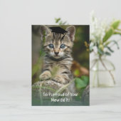 Also klatscht euch! Abschluss Kitten (Stehend Vorderseite)