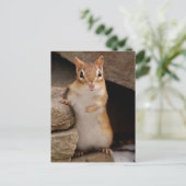 Also Niedlicher, neugieriger Chipmunk Postkarte (Stehend Vorderseite)