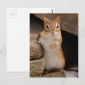 Also Niedlicher, neugieriger Chipmunk Postkarte (Vorne/Hinten)
