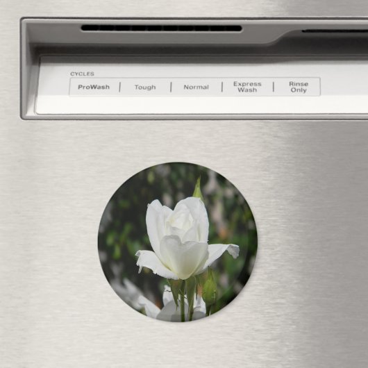 Also rein...... magnet (In Situ (Geschirrspüler))