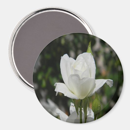 Also rein...... magnet (Vorderseite/Rückseite)