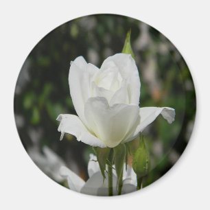 Also rein...... magnet