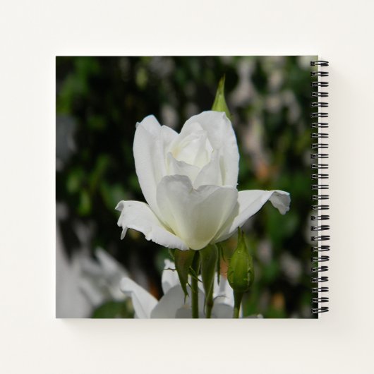 Also rein... notizblock (Rückseite)