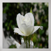 Also rein... poster (Vorne)